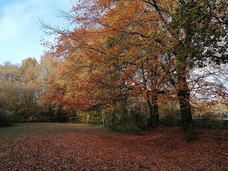 De boom