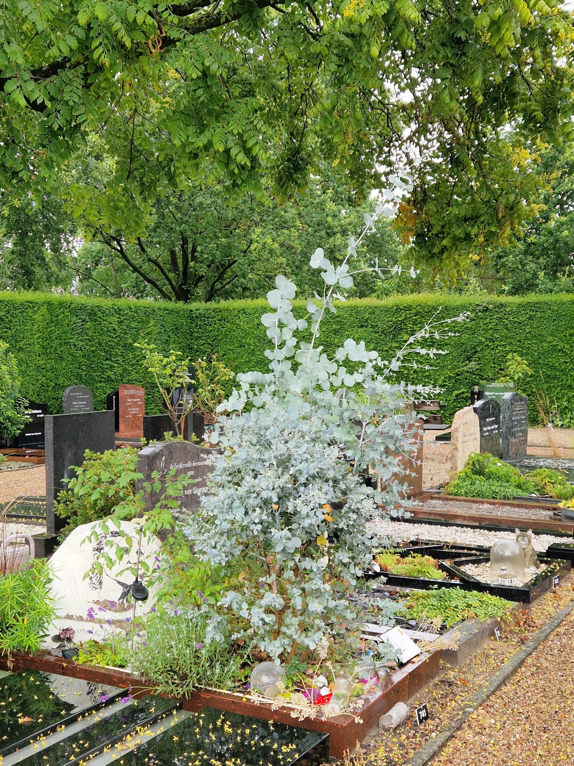 Graf overwoekerd door eucalyptus